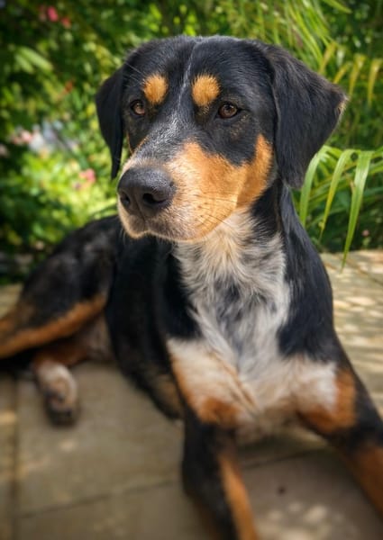 NOOKI, Berger Créole Mâle