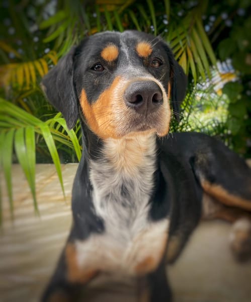 NOOKI, Berger Créole Mâle