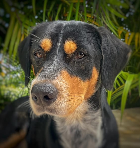 NOOKI, Berger Créole Mâle