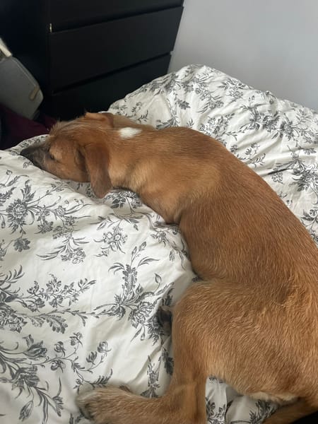 🐾 À L’ADOPTION – ASHER, adorable boule d’amour 🐾