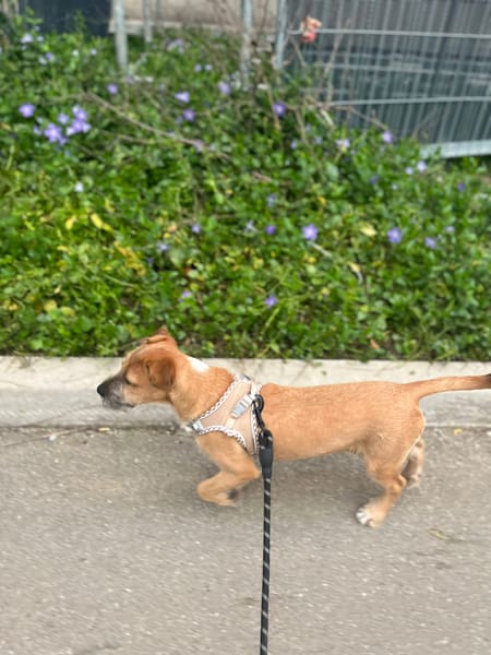 🐾 À L’ADOPTION – ASHER, adorable boule d’amour 🐾