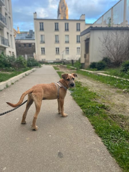 🐾 À L’ADOPTION – ASHER, adorable boule d’amour 🐾