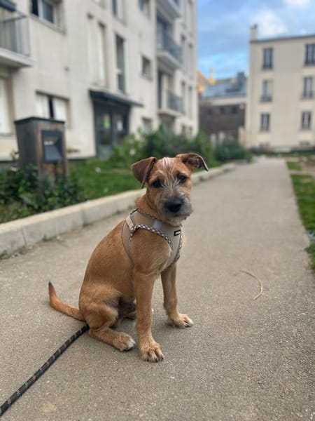 🐾 À L’ADOPTION – ASHER, adorable boule d’amour 🐾