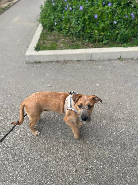 🐾 À L’ADOPTION – ASHER, adorable boule d’amour 🐾