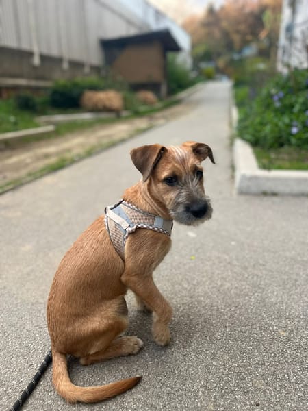 🐾 À L’ADOPTION – ASHER, adorable boule d’amour 🐾