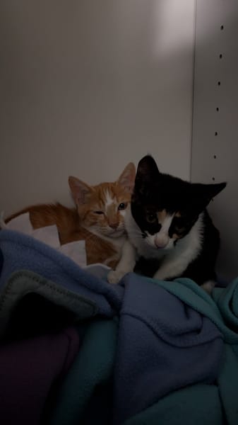 PIXEL chaton roux et blanc