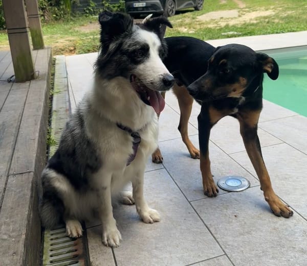 À L’ADOPTION, ATOS, la douceur incarnée !  MÂLE BERGER CREOLE NOIR ET FEU