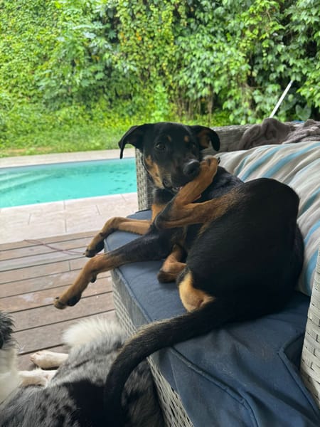 À L’ADOPTION, ATOS, la douceur incarnée !  MÂLE BERGER CREOLE NOIR ET FEU