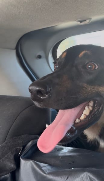 À L’ADOPTION, ATOS, la douceur incarnée !  MÂLE BERGER CREOLE NOIR ET FEU