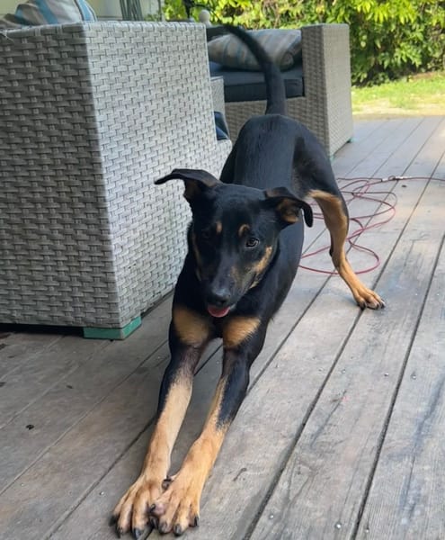 À L’ADOPTION, ATOS, la douceur incarnée !  MÂLE BERGER CREOLE NOIR ET FEU