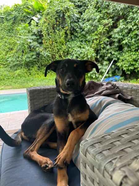 À L’ADOPTION, ATOS, la douceur incarnée !  MÂLE BERGER CREOLE NOIR ET FEU