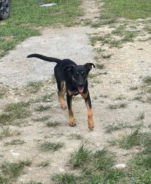 À L’ADOPTION, ATOS, la douceur incarnée !  MÂLE BERGER CREOLE NOIR ET FEU