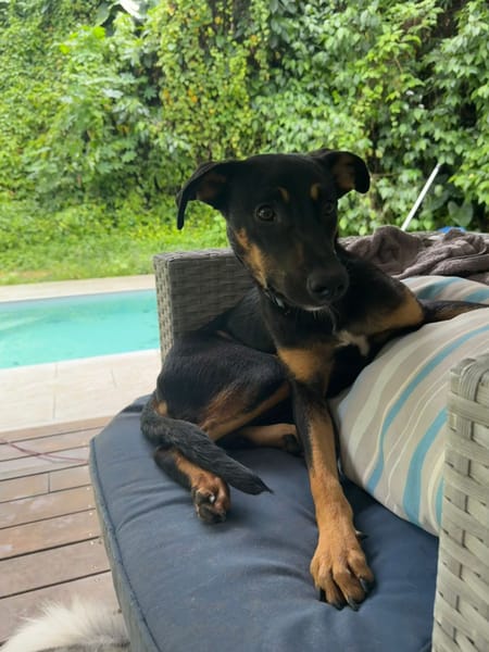 À L’ADOPTION, ATOS, la douceur incarnée !  MÂLE BERGER CREOLE NOIR ET FEU