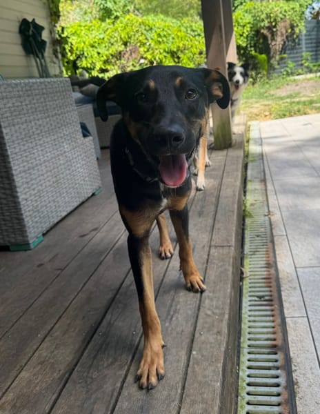 À L’ADOPTION, ATOS, la douceur incarnée !  MÂLE BERGER CREOLE NOIR ET FEU