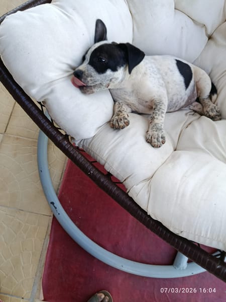 À L’ADOPTION, AYANA, BERGER CREOLE FEMELLE, noire et blanche