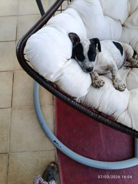 À L’ADOPTION, AYANA, BERGER CREOLE FEMELLE, noire et blanche