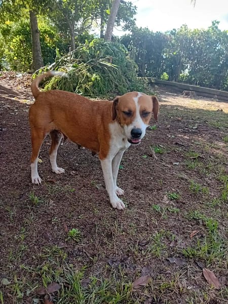 À L’ADOPTION AZRA, adorable femelle BERGER CREOLE, marron et blanche !