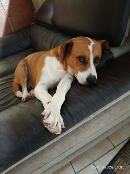 À L’ADOPTION AZRA, adorable femelle BERGER CREOLE, marron et blanche !