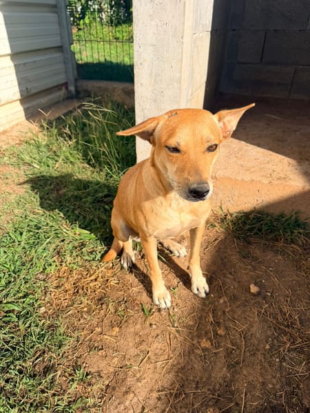 🐾 À L’ADOPTION – CHOUPIE, FEMELLE BERGER CREOLE, douce perle au regard tendre 🐾