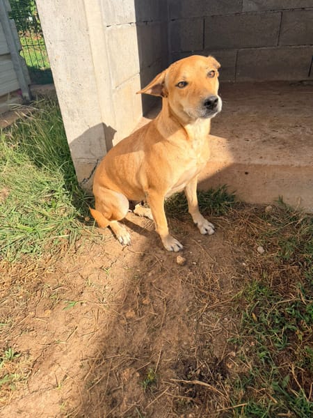 🐾 À L’ADOPTION – CHOUPIE, FEMELLE BERGER CREOLE, douce perle au regard tendre 🐾