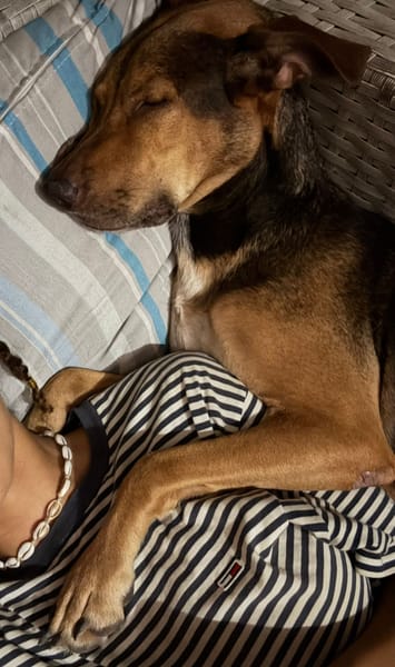 À L’ADOPTION DUCHESSE, une boule d’amour ! FEMELLE BERGER CREOLE CROISE BRAQUE, fauve charbonnée