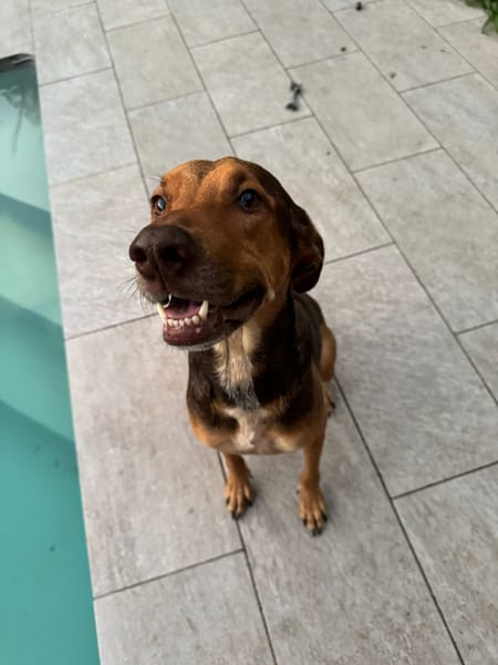 À L’ADOPTION DUCHESSE, une boule d’amour ! FEMELLE BERGER CREOLE CROISE BRAQUE, fauve charbonnée