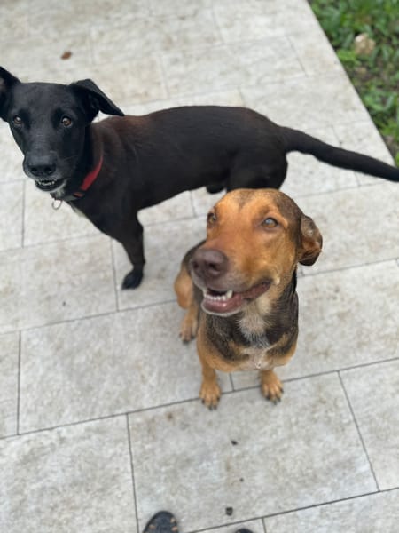 À L’ADOPTION DUCHESSE, une boule d’amour ! FEMELLE BERGER CREOLE CROISE BRAQUE, fauve charbonnée