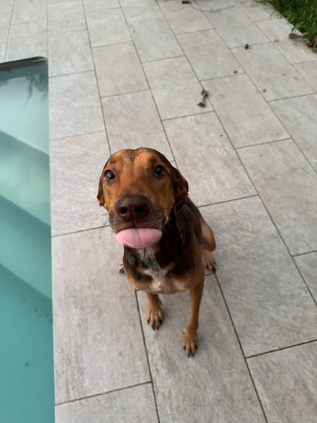 À L’ADOPTION DUCHESSE, une boule d’amour ! FEMELLE BERGER CREOLE CROISE BRAQUE, fauve charbonnée