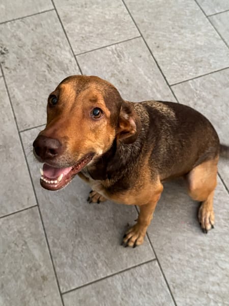 À L’ADOPTION DUCHESSE, une boule d’amour ! FEMELLE BERGER CREOLE CROISE BRAQUE, fauve charbonnée