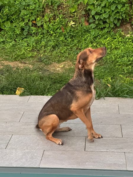 À L’ADOPTION DUCHESSE, une boule d’amour ! FEMELLE BERGER CREOLE CROISE BRAQUE, fauve charbonnée