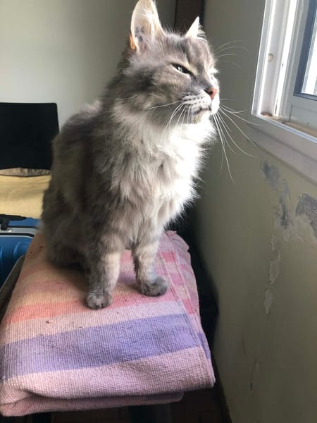 GUAPO croisé angora