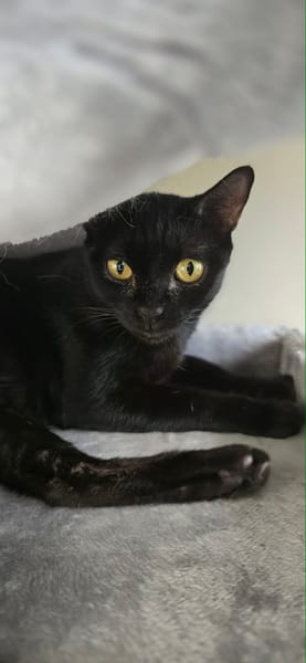 LUNA chatte noir réunion