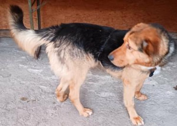 SOS für Sajan - wartet in PLZ 16835