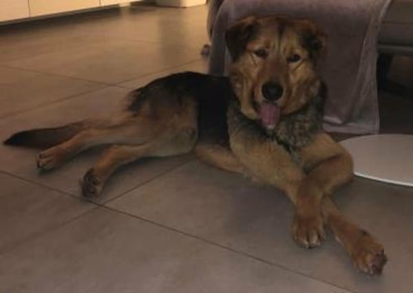 SOS für Sajan - wartet in PLZ 16835