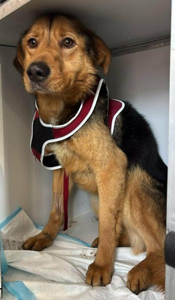 SOS für Sajan - wartet in PLZ 16835