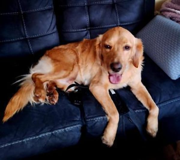 Leo - ein Traumhund sucht sein Zuhause