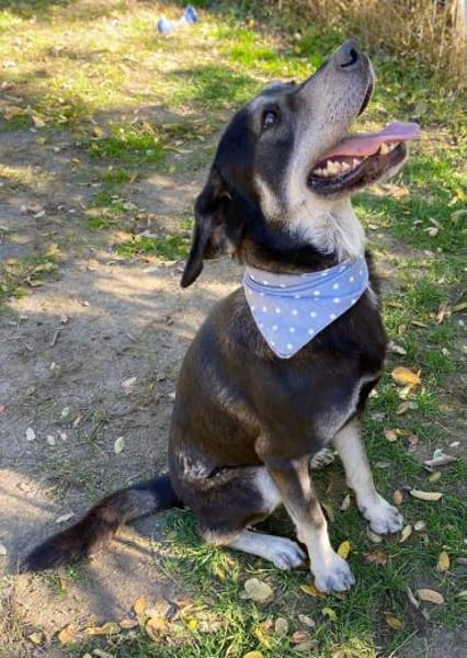 Silver LM  Freundlicher Rüde