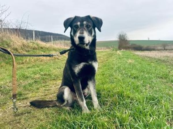 Silver LM  Freundlicher Rüde