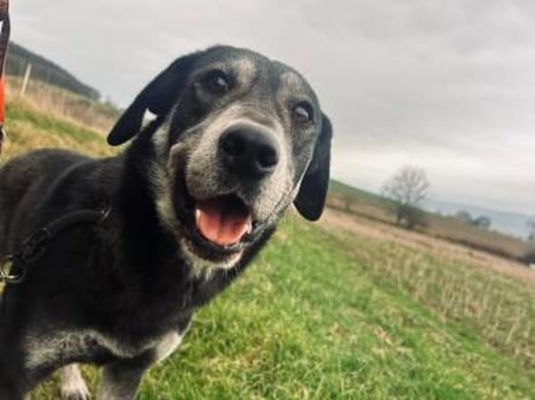 Silver LM  Freundlicher Rüde