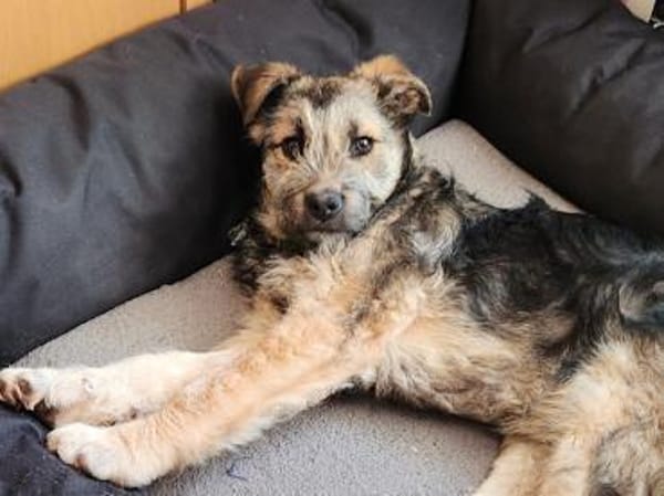 Inti - Schlauer, charmanter Hundejunge