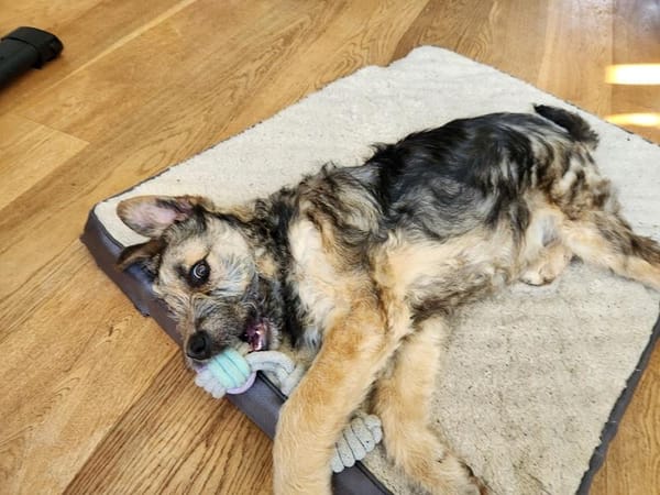 Inti - Schlauer, charmanter Hundejunge