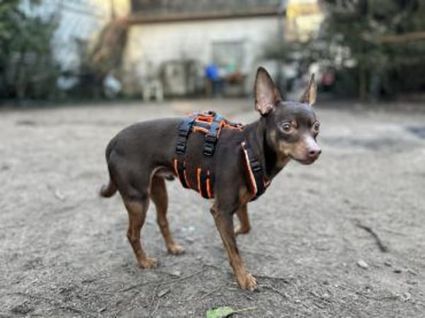 Quintus, kleiner Spaßvogel sucht Familie