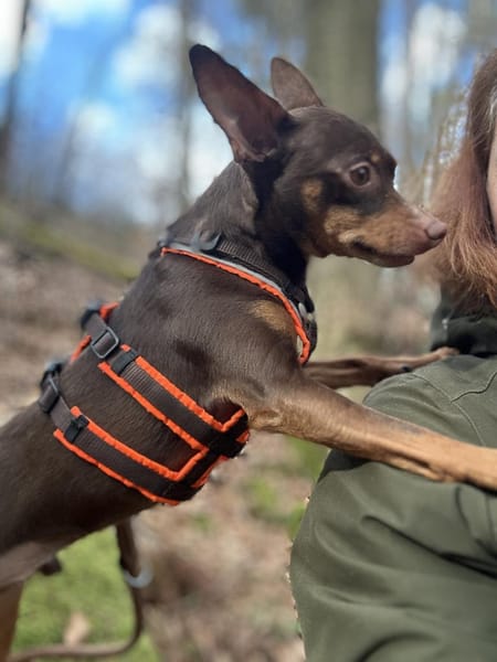 Quintus, kleiner Spaßvogel sucht Familie