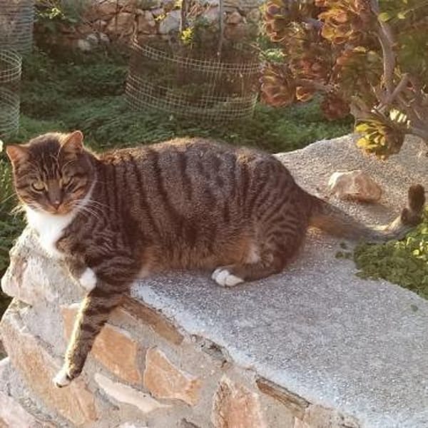 Schmusekater Rico sucht Zuhause