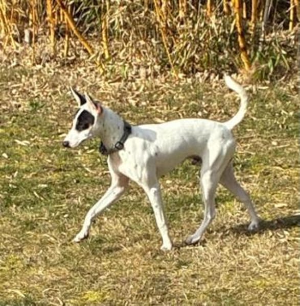 Anhänglicher Smiley2 sucht ein Zuhause