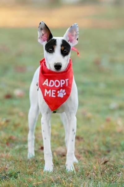 Anhänglicher Smiley2 sucht ein Zuhause