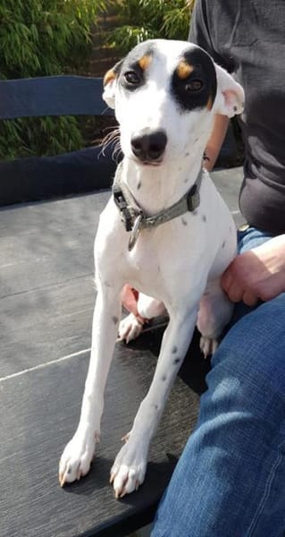 Anhänglicher Smiley2 sucht ein Zuhause