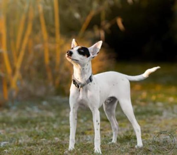 Anhänglicher Smiley2 sucht ein Zuhause