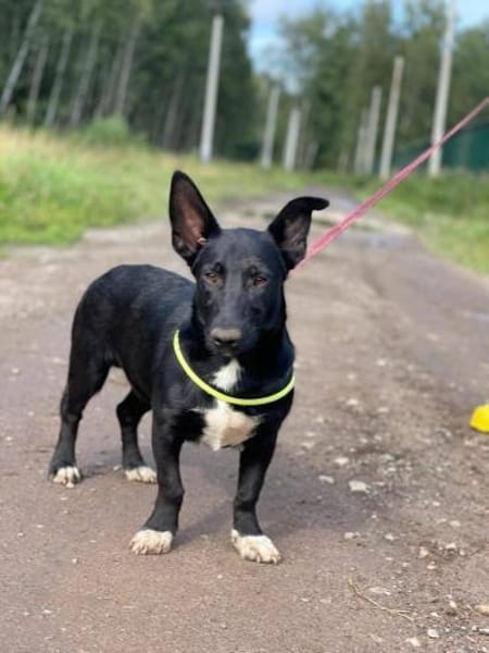 Nilo, neugierig und verspielt