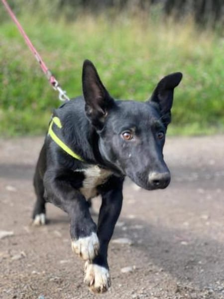 Nilo, neugierig und verspielt